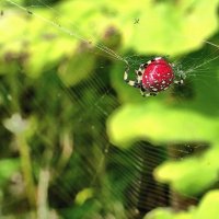 Красавчик! :: fillarret-2