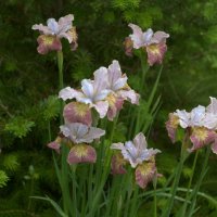 Ирисы цветут :: Kventin Natabos 