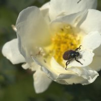 Зашел чайку попить :: Kventin Natabos Зашел чайку попить :: Kventin Natabos