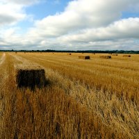 Поле. Сено. Простор :: Dar(k) Life