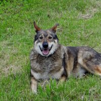 Как - будто улыбается Мальчик :: Антонина Гугаева