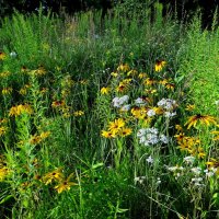 Цветы полевые и садовые :: Антонина Гугаева Цветы полевые и садовые :: Антонина Гугаева