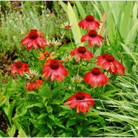 ЭТЮД... :: Elvira E. ЭТЮД... :: Elvira E.