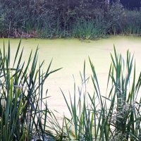 *    *    * :: Елена 