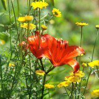 Я подарю вам лилии..., :: fillarret-2