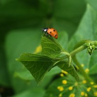 ** :: Зоя Мишина