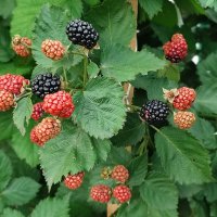 Ежевика. :: Валентина Богатко 