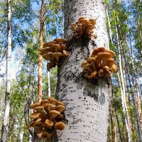 Опята - дружные ребята :: Алевтина Опята - дружные ребята :: Алевтина
