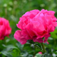 Лето в Ботаническом... Июнь. :: Наташа ***** Лето в Ботаническом... Июнь. :: Наташа *****