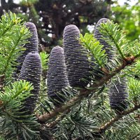 шишки :: Наталья 