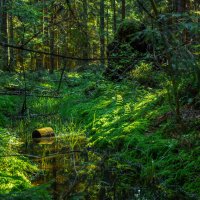 "В тёмно синем лесу..." :: Михаил "Skipper"