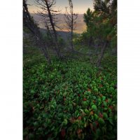 * :: Александр Иванов