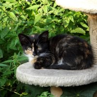 Красавица :: Антонина Гугаева