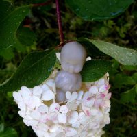 Дюймовочка :: zavitok *