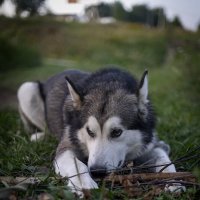 Ярик. :: leff Postnov