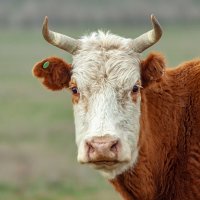 * :: Валерий Елистратов