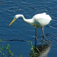 большая белая цапля :: gawrilа - dan