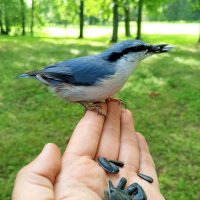 Поползень :: Сапсан 