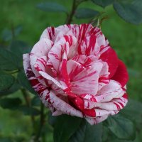 Летние розы :: Ольга 