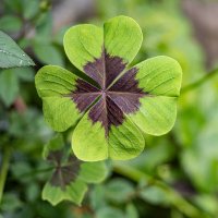 на удачу :: Анастасия Фотографовна