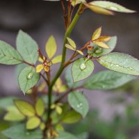 * :: Анастасия Фотографовна