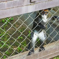 БРАТ_2 :: Сергей Янович Микк