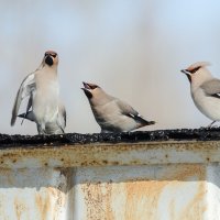 Свиристели :: Виктор Иванович Чернюк