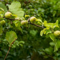 Яблоки :: Анатолий Чикчирный