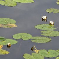 Кувшинки :: Сергей Цветков