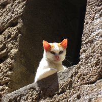 Снова кот :: Натали 