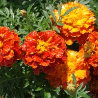 После дождя. :: сергей ермошкин После дождя. :: сергей ермошкин