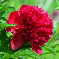 Лето в Ботаническом... Июнь. :: Наташа *****