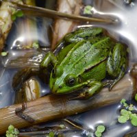 Лето в Ботаническом... Июнь. :: Наташа ***** Лето в Ботаническом... Июнь. :: Наташа *****