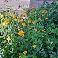 Цветы. :: Владимир Драгунский Цветы. :: Владимир Драгунский