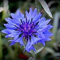 Про наше дето васильковое... :: Андрей Заломленков