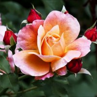 Принцесса :: Валентина *