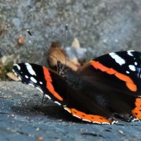 ** :: Владимир Безбородов