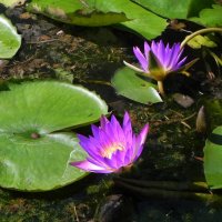 " :: Светлана Хращевская " :: Светлана Хращевская