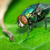 A fly on a leaf | 14 :: Sergey Sonvar A fly on a leaf | 14 :: Sergey Sonvar