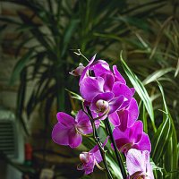 Орхидея :: Владимир Кроливец