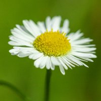 Mini Chamomile | 2 :: Sergey Sonvar