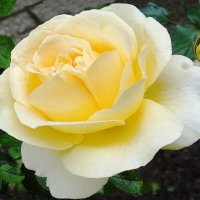 Роза :: Рита Симонова