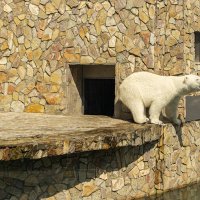 Пора искупаться! :: Ирина Соловьёва