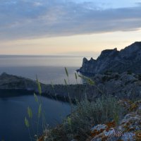 Природа Крыма :: Amazing Cosmea
