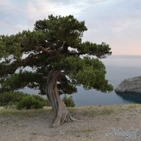 Природа Крыма :: Amazing Cosmea