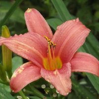 Лилейник :: Freddy 97