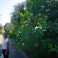 М35/2 :: Иваннович *