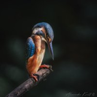 Наблюдающий :: Александр К. Наблюдающий :: Александр К.