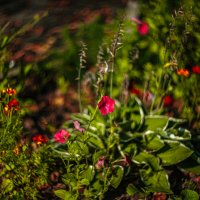 Цветы :: А кузнецов