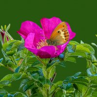 Шиповник :: Aleksey Afonin